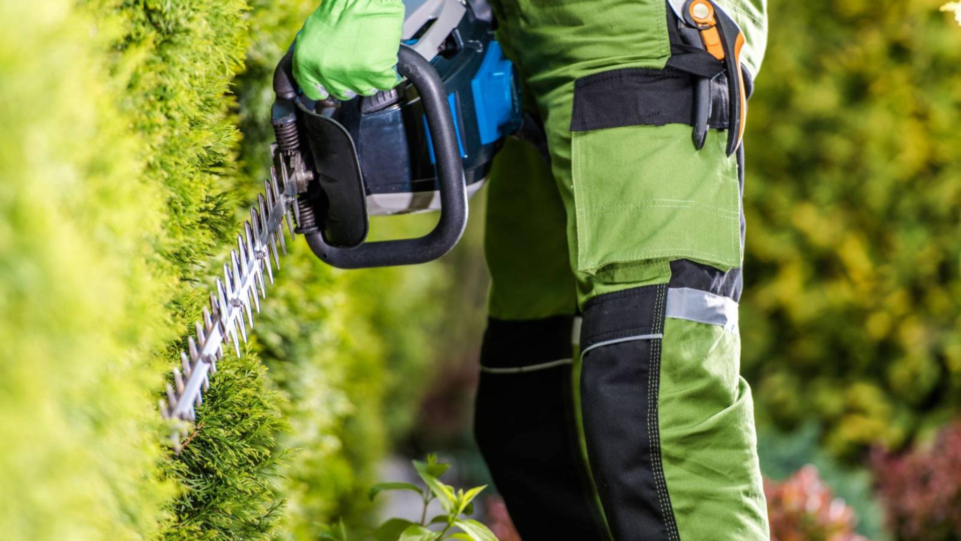 Manutenzione Aree Verdi Vivai Zazzera Garden Center Vendita Piante e FioriFiori di seta Andezeno (TO)